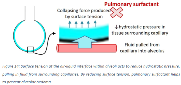 <p>Surface tension at the air-liquid interface reduces hydrostatic pressure in the alveolar tissue. This pressure reduction pulls fluid out of the surrounding pulmonary capillaries and into the alveoli and interstitial tissue.</p>