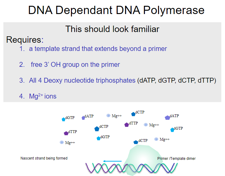 <p>A <strong>template strand</strong> that extends beyond a primer.</p><p>A free <strong>3’ OH group</strong> on the primer.</p><p>All four <strong>deoxy nucleotide triphosphates</strong> (dATP, dGTP, dCTP, dTTP).</p><p><strong>Mg2+ ions</strong>.</p>