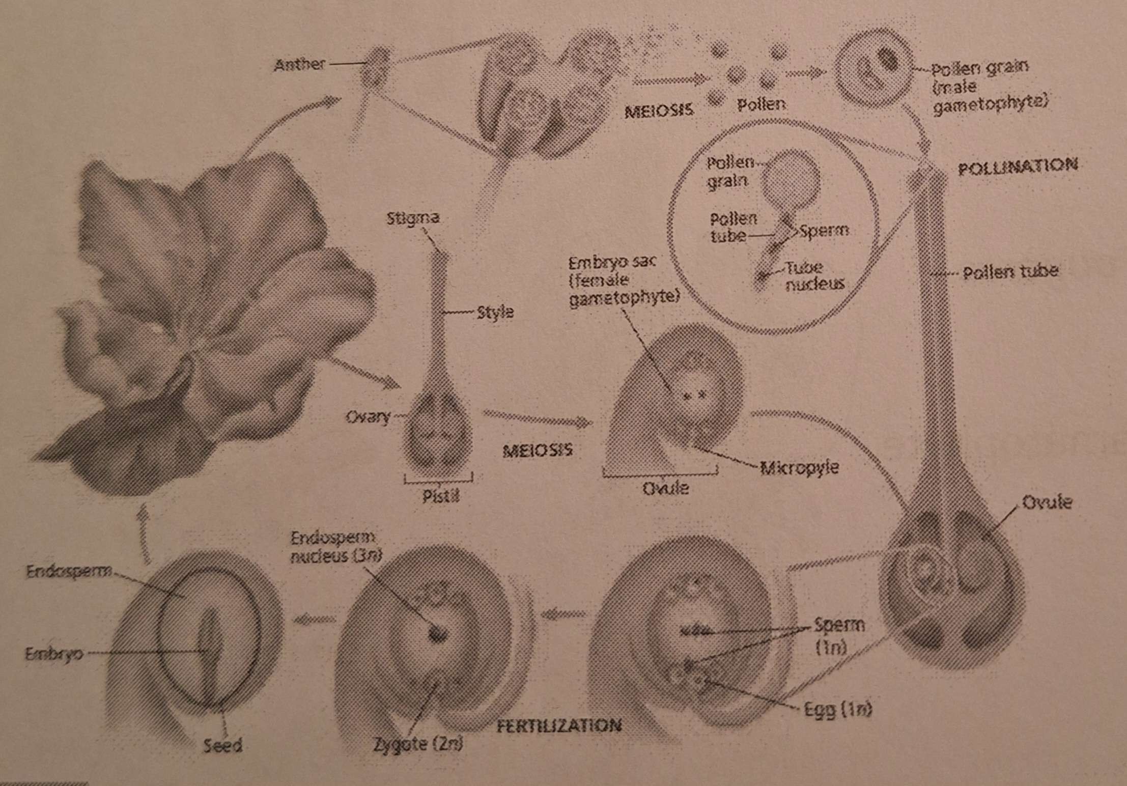 <p><strong>Groupes Végétaux: </strong>Classe des Angiospermes</p>