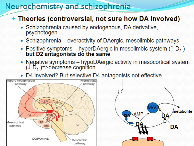 <p>Schizophrenia is associated with <strong>overactivity of dopamine (DA)</strong> in specific brain regions, particularly in the <strong>mesolimbic pathways</strong>, leading to <strong>positive symptoms</strong> such as hallucinations and delusions.</p>