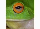 <p>frog</p>