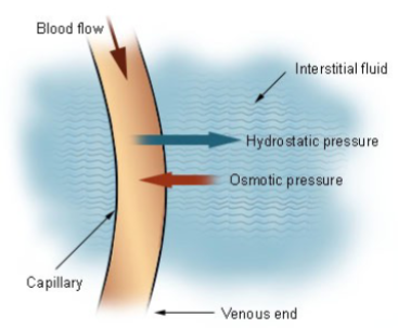 <p>The balance between hydraulic and oncotic pressures across the capillary wall</p>