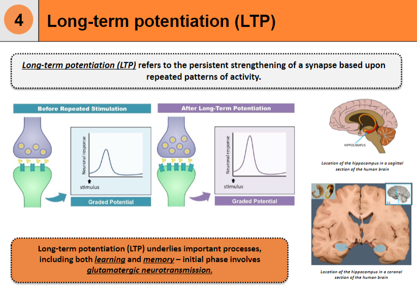 <p>Long-term potentiation (LTP) refers to the persistent strengthening of a synapse based on repeated patterns of activity.</p><p>It is a key mechanism underlying learning and memory.</p>