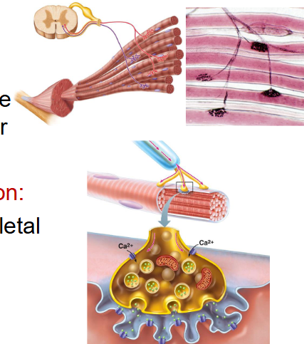 <p>What neuron junction is this?</p>