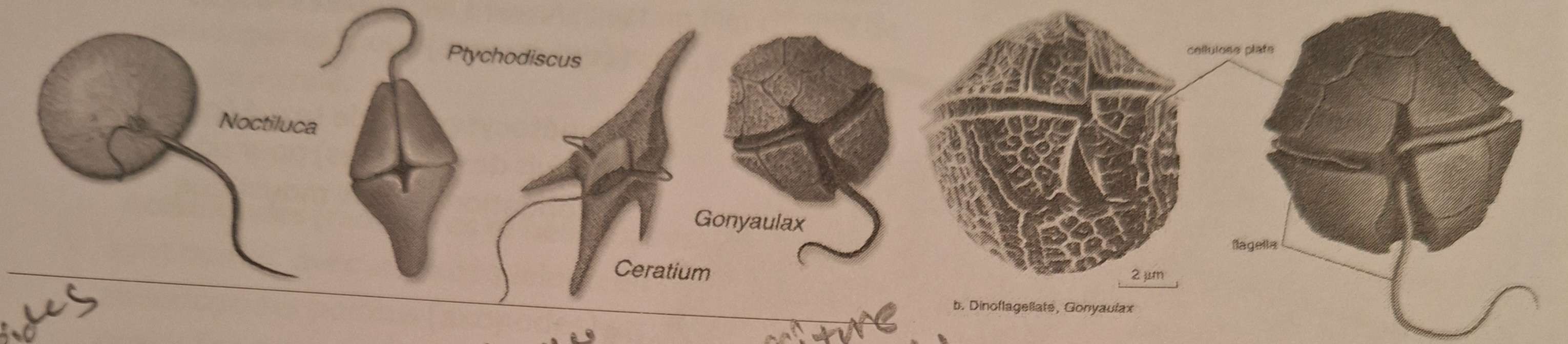 <p>Groupes qui composent <strong>Protistes</strong>: <strong><span class="tt-bg-green">Dinoflagellés</span> (Dinophyte)</strong></p>