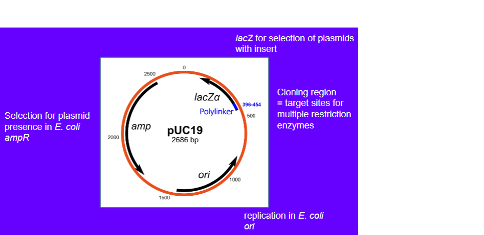 <p>-Gene (such as amp in e.coli)</p><p>-Origin of replication region</p><p>-Cloning region (containing lacZ genes)</p>