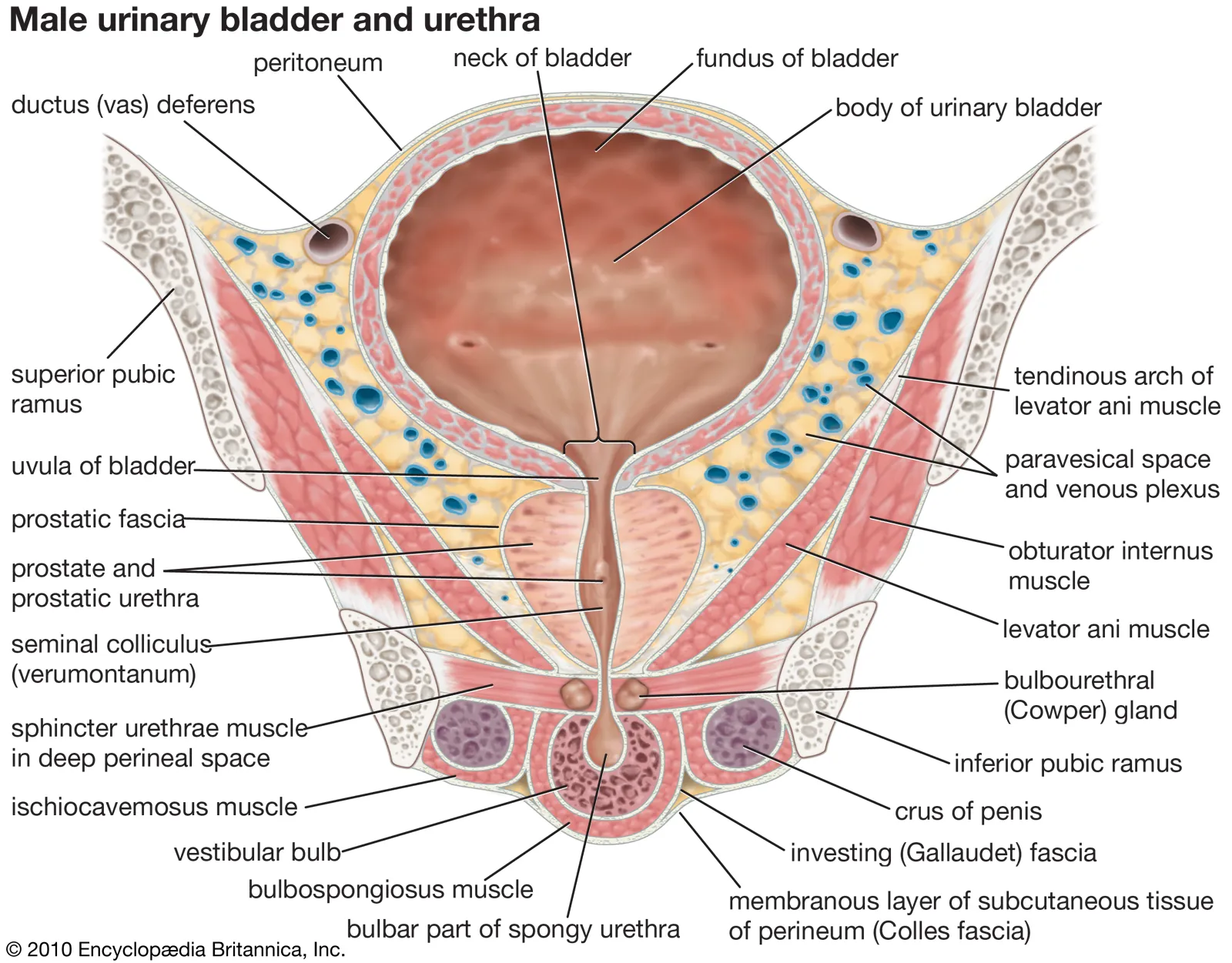 <p>✶The bladder can hold up to 400ml without much increase in pressure.</p><p>✶It takes on a spherical structure as it fills with urine.</p>