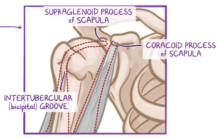 <p>Supraglenoid process of the scapula</p>