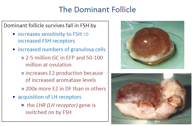 <p>During the inter-cycle, there is an initial rise in FSH, followed by a surge in LH, which plays a key role in follicle selection.</p><p>As FSH levels fall, LH levels increase.</p><p>The dominant follicle acquires LH receptors on its granulosa cells, enabling it to continue growing.</p><p>Other follicles that do not acquire LH receptors lose their stimulatory signal and undergo atresia (cell death).</p>