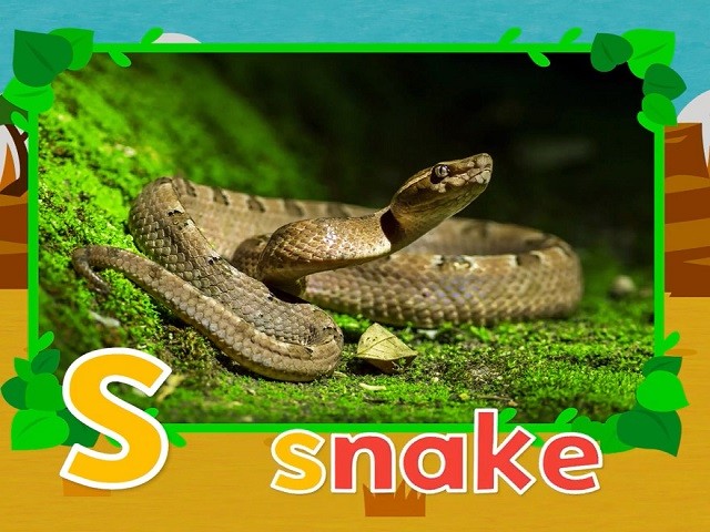 <p>snake</p>