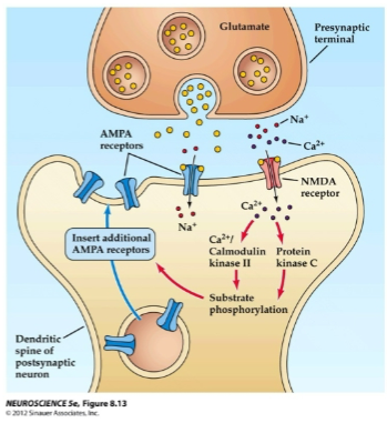 <p>Glutamate activates AMPA receptors, allowing Na+ to flow into the post-synaptic neuron.</p><p>This causes depolarization of the post-synaptic membrane.</p>