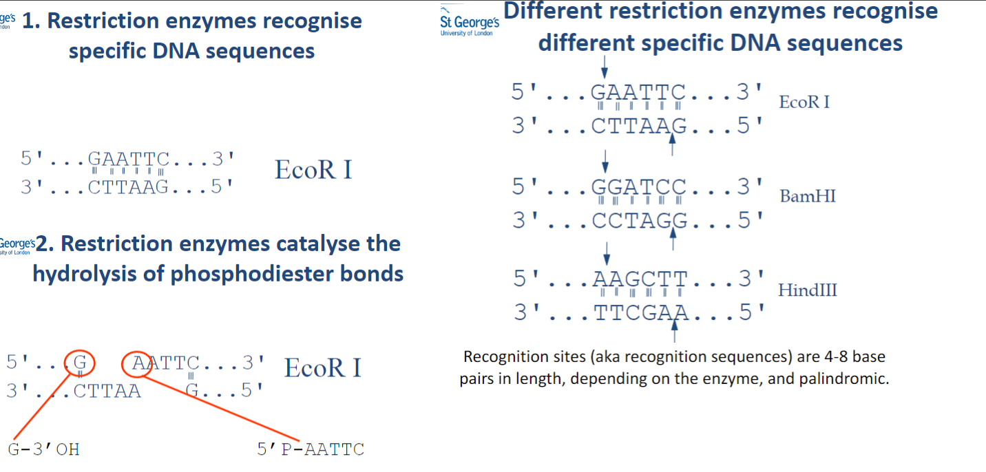 <p>Different restriction enzymes recognize specific DNA sequences.</p><p>The recognition sites are 4-8 base pairs in length and are palindromic.</p>