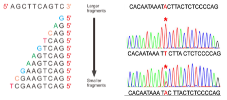 <p><strong>Cycle Sequencing</strong>: Sanger sequencing is based on cycle sequencing.</p><p><strong>PCR-Based</strong>: It relies on a PCR product as input.</p><p><strong>Primers</strong>: Specific primers are required to initiate the sequencing reaction.</p><p><strong>Modified Nucleotides</strong>: Uses chain terminators and nucleotide-specific colour tags.</p><p><strong>Purpose of Modification</strong>: A small proportion of nucleotides are modified to allow the sequence to be read base by base.</p>