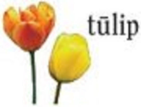 tulip