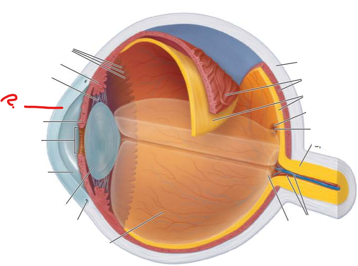 <p>What covers the cornea Externally?</p><p>what is its function?</p><p></p><p>what covers the cornea internally?</p>