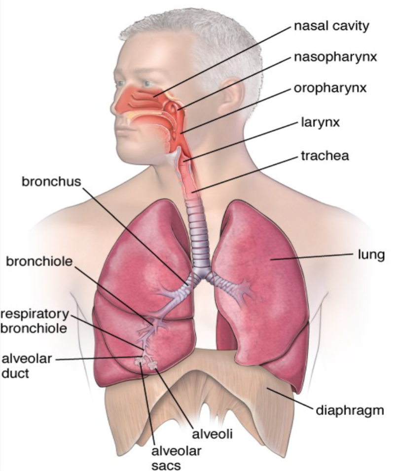<p>The upper respiratory tract includes the nose, nasal passages, paranasal sinuses, pharynx, and the portion of the larynx above the vocal cords.</p>