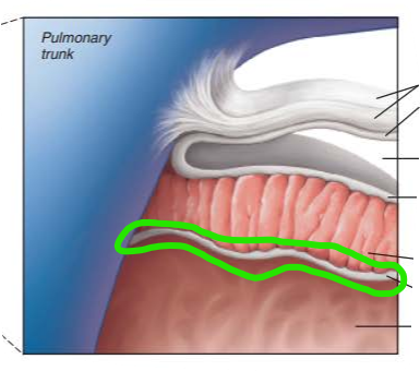 <p>name the internal structure </p>