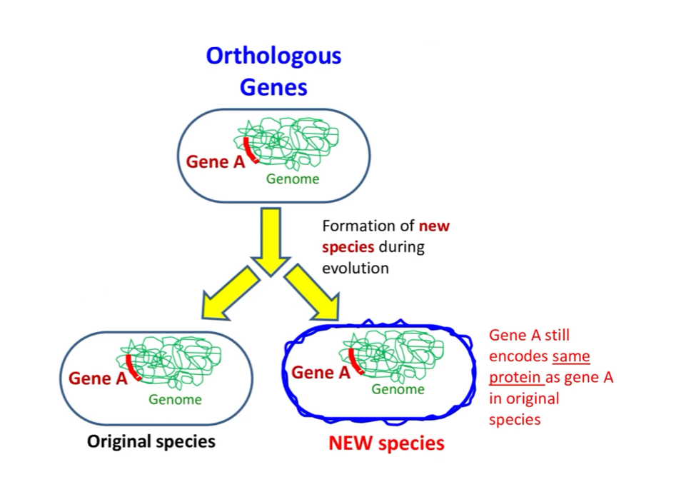 <p>Genes in different species that share a common ancestry through speciation.</p>