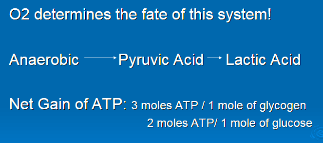 <p>3 moles ATP per 1 mole glycogen</p><p>2 moles ATP per 1 mole glucose </p>