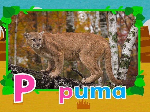 <p>puma</p>