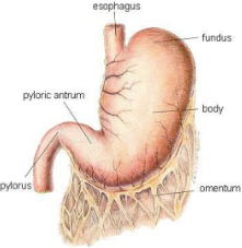 <p>-Rugae: Deep folds allowing for<span class="tt-bg-yellow"> stomach expansion</span></p><p>-Lesser curvature: Upper smaller curve of stomach;<strong><span class="tt-bg-blue"> lesser omentum (mesentary) attached.</span></strong></p><p>-Greater curvature: lower, larger curve of stomach; <strong><span class="tt-bg-blue">greater omentum (mesentery) attached. </span></strong></p>