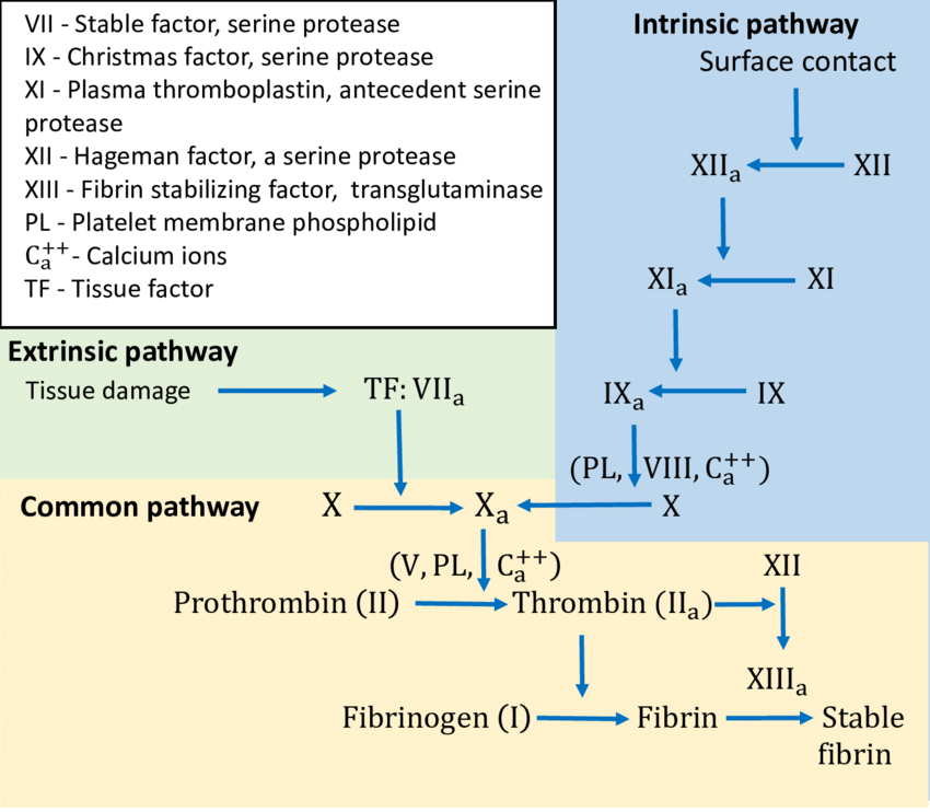<p>♡ The Activation of factor XII (also known as Hageman factor), which is part of the intrinsic pathway. Factor XII activation initiates a cascade of reactions leading to the formation of a blood clot</p>