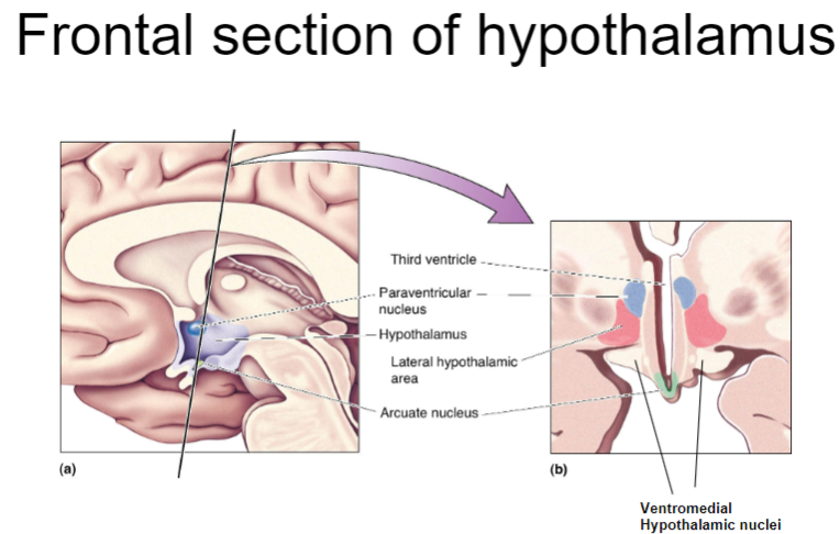 <p>The <strong>arcuate nucleus</strong>: Involved in regulating hunger, satiety, and energy balance.</p><p>The <strong>ventromedial hypothalamus (VMH)</strong>: Plays a key role in satiety, signaling to stop eating when energy stores are sufficient.</p><p>The <strong>lateral hypothalamus (LH)</strong>: Involved in hunger signals and the motivation to eat.</p><p>The <strong>preoptic area</strong>: Regulates thermoregulation and sleep patterns, also influencing feeding behavior.</p>