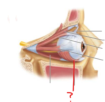 <p>What is this?</p><p>What is its function?</p>