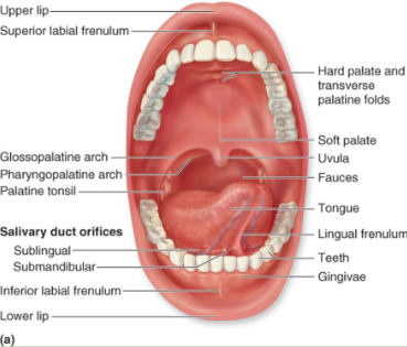 <p>Entrance to the digestive system: the mouth</p><p></p><p>-Lips</p><p>-Cheeks</p><p>-Vestibule</p><p>-Teeth</p><p>-Tongue</p><p>-Hard palate</p><p>-Soft palate</p><p>-Uvula</p><p>-Salivary glands</p>