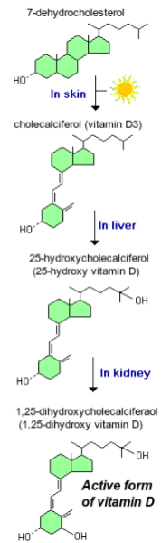 <p>25-hydroxylation occurs in the liver to form 25OH D₃, the major circulating metabolite.</p><p>1α-hydroxylation of 25OH D₃ (<strong>25-hydroxyvitamin D₃</strong>) occurs in the kidney to produce 1,25(OH)₂ D₃ (calcitriol), the active hormone.</p>