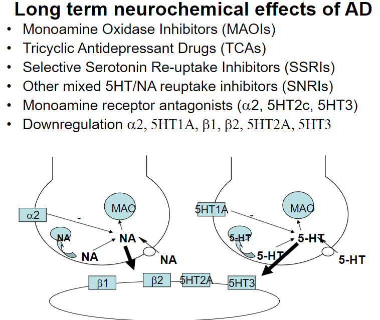 <p><strong>MAOIs:</strong> Inhibit breakdown of serotonin, norepinephrine, and dopamine.</p><p><strong>TCAs:</strong> Block reuptake of serotonin and norepinephrine, increasing their levels.</p><p><strong>SSRIs:</strong> Inhibit serotonin reuptake, boosting its availability.</p><p><strong>SNRIs:</strong> Block reuptake of serotonin and norepinephrine.</p><p><strong>Monoamine Receptor Antagonists (α2, 5HT2c, 5HT3):</strong> Block receptors that regulate neurotransmitter release.</p><p><strong>Downregulation:</strong> Long-term use leads to reduced sensitivity of receptors like α2, 5HT1A, β1, β2, 5HT2A, and 5HT3.</p>