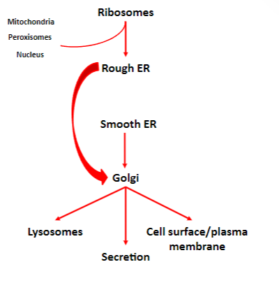 <p>The ER, nucleus, mitochondria or peroxisomes</p>