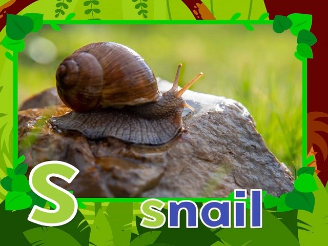 <p>snail</p>