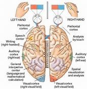 <p>Neurosurgeon Pierre Paul Broca discovers that the left and right hemispheres of the brain have separate functions.</p>