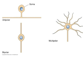 <p>Neurons can be classified by the total number of projections (or neurites), which includes: Unipolar, Bipolar and Multipolar</p>