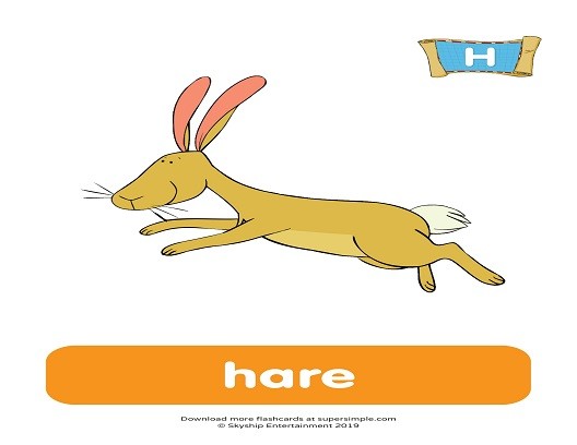<p>harry the hare</p>