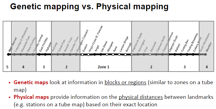 <p><strong>Genetic maps</strong> focus on information in blocks or regions, similar to zones on a tube map.</p><p><strong>Physical maps</strong> provide information on the physical distances between landmarks, similar to stations on a tube map.</p><p>Genetic maps describe the relative position of genes, while physical maps provide precise location data.</p>