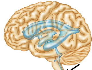 <p>- spaces inside brain&nbsp; (filled with CSF)</p><p>- 2 lateral ventricles (1<sup>st</sup> and 2<sup>nd</sup>) – in cerebrum</p><p>- 3<sup>rd</sup> ventricle = in diencephalon</p><p>- 4<sup>th</sup> ventricle = surrounded by pons, medulla oblongata, cerebrum</p>