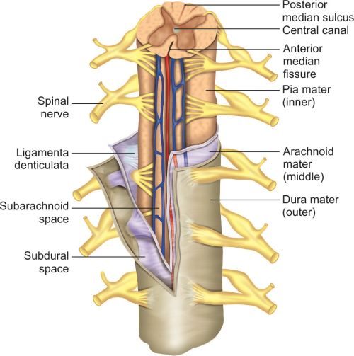 <p>What is the ligamentum denticulatum, and what is it made of? (2)</p>