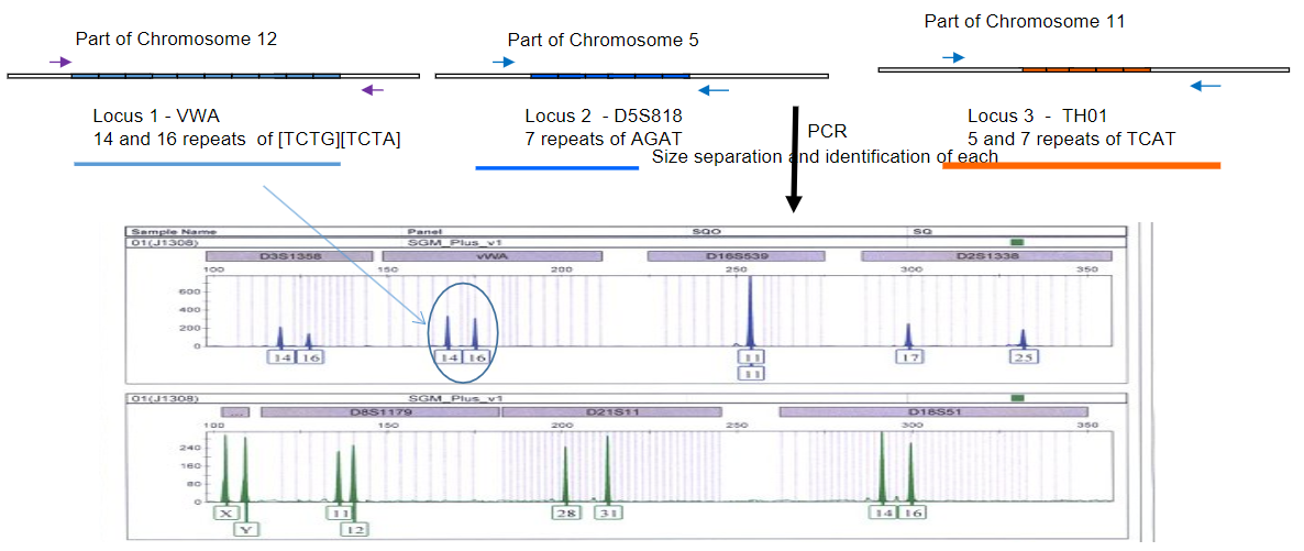 <p><strong>Answer:</strong> Multiple sets of labeled primers enhance the uniqueness of DNA fingerprints in STR analysis by:</p><p><strong>Targeting Different STRs:</strong> Each set of primers is designed to amplify different short tandem repeats (STRs) across the genome, resulting in a variety of amplified products.</p><p><strong>Creating Unique Size Patterns:</strong> By investigating more STRs, a more unique pattern of sizes is produced, contributing to a distinct "DNA fingerprint" for individuals, which improves identification accuracy.</p>