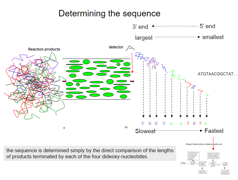 <p>The sequence is determined by directly comparing the lengths of products terminated by each of the four dideoxy-nucleotides.</p><p>Each product corresponds to a specific nucleotide (A, T, C, or G) based on which dideoxy-nucleotide terminates the chain.</p>