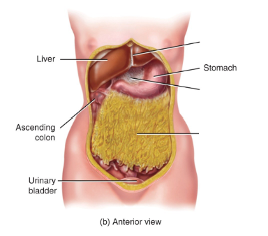 <p>Label the diagram and name the parts that they protect. </p>