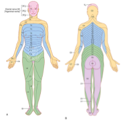 <p>A <strong>dermatome</strong> is a skin area supplied by the sensory fibers of a <strong>single nerve root</strong>.</p>