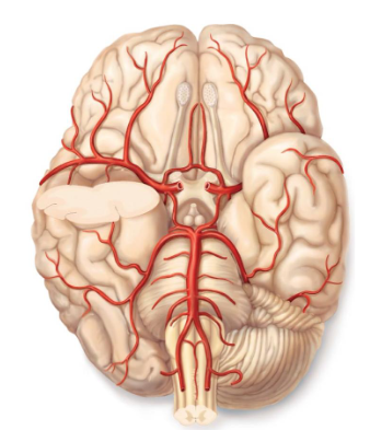 <p>Where is the posterior cerebral artery, posterior communicating artery, and anterior cerebral artery?</p>