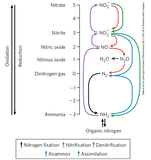 <p>Fixation: Changing N2 to biologically useful forms of nitrogen like NH3, NO2, and NO3. Most often synonymous with the reduction from N2 to NH3. Done by the nitrogenase complex: dinitrogen reductase reduces dinitrogenase (transfers electron for fixation of N2 to NH3) </p><p>Assimilation: two step reductive process to bypass atmospheric N2. 1. Nitrate reductase reduces NO3 to NO2, Nitrite Reductase reduces NO2 to NH4+. Reducation is exergonic; however it has a high activation energy requiring ATP hydrolysis. </p>