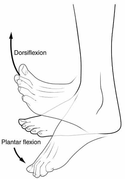 <p><u>Plantar Flexion:</u></p><p>Depressing the foot, elevating the heel.</p>