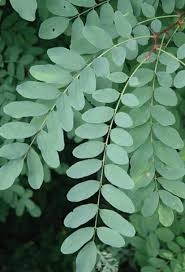 <p><em>Robinia psuedoacacia</em></p><p>pinnately compound/alternate</p>