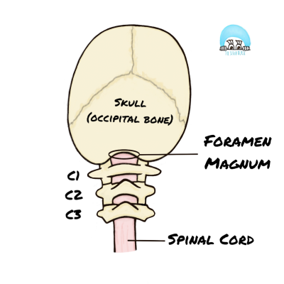 <p>Continuation of the brainstem into the vertebral column through the foramen magnum.</p><p>Runs through the vertebral/spinal canal.</p><p>Initiates at the foramen magnum and terminates at L1.</p><p>Covered by meninges (dura mater, arachnoid mater, and pia mater).</p>