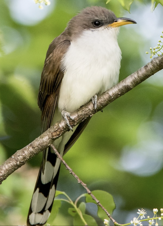 <p>What order does this bird belong to?</p>