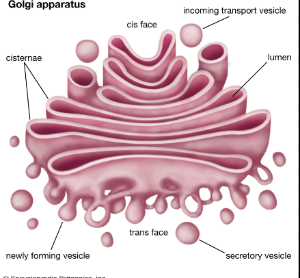 <p>packages, modifies and sorts proteins for exocytosis </p>